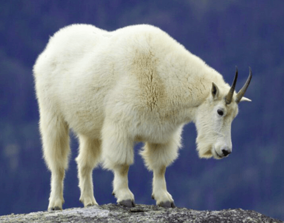 british columbia mountain goat hunt