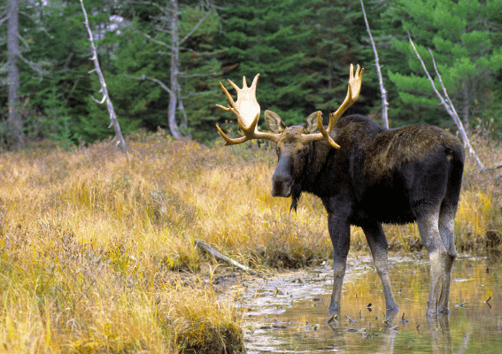 Can tourists hunt in Alaska?