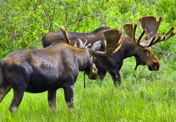 Moose Hunting Colorado, A Complete Guide, All you need to know