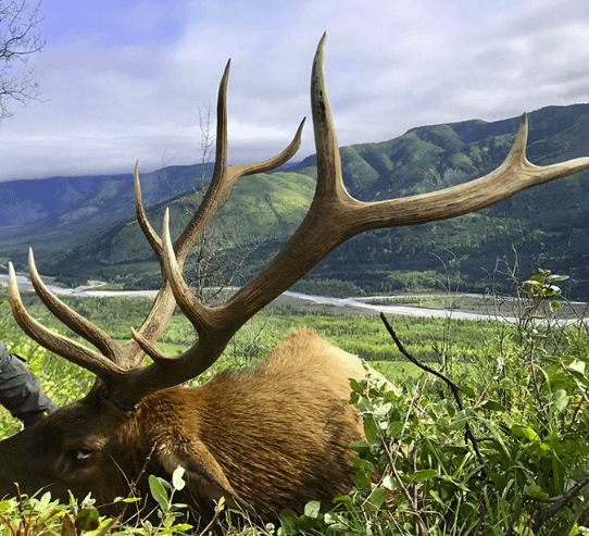 South Dakota elk Hunting