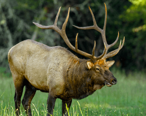Physical Characteristics of elks