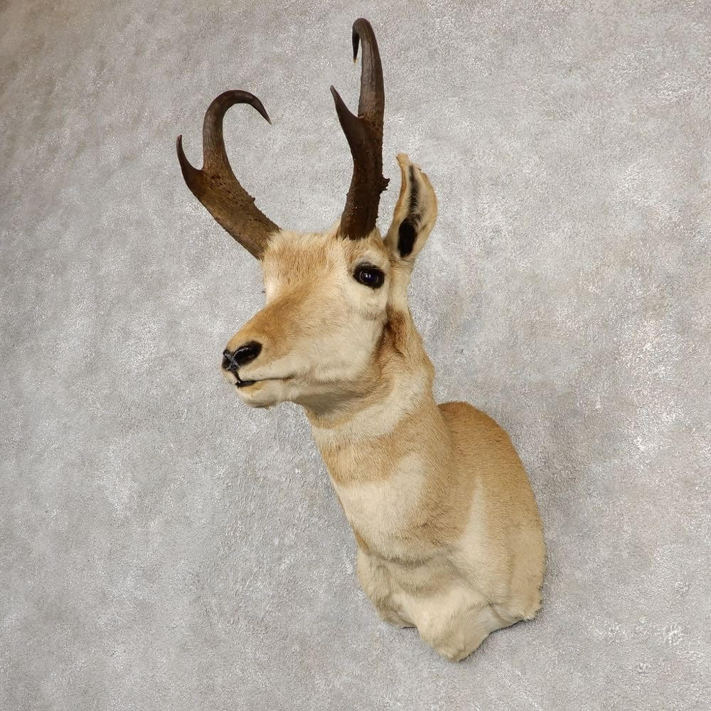 antelope shoulder mount