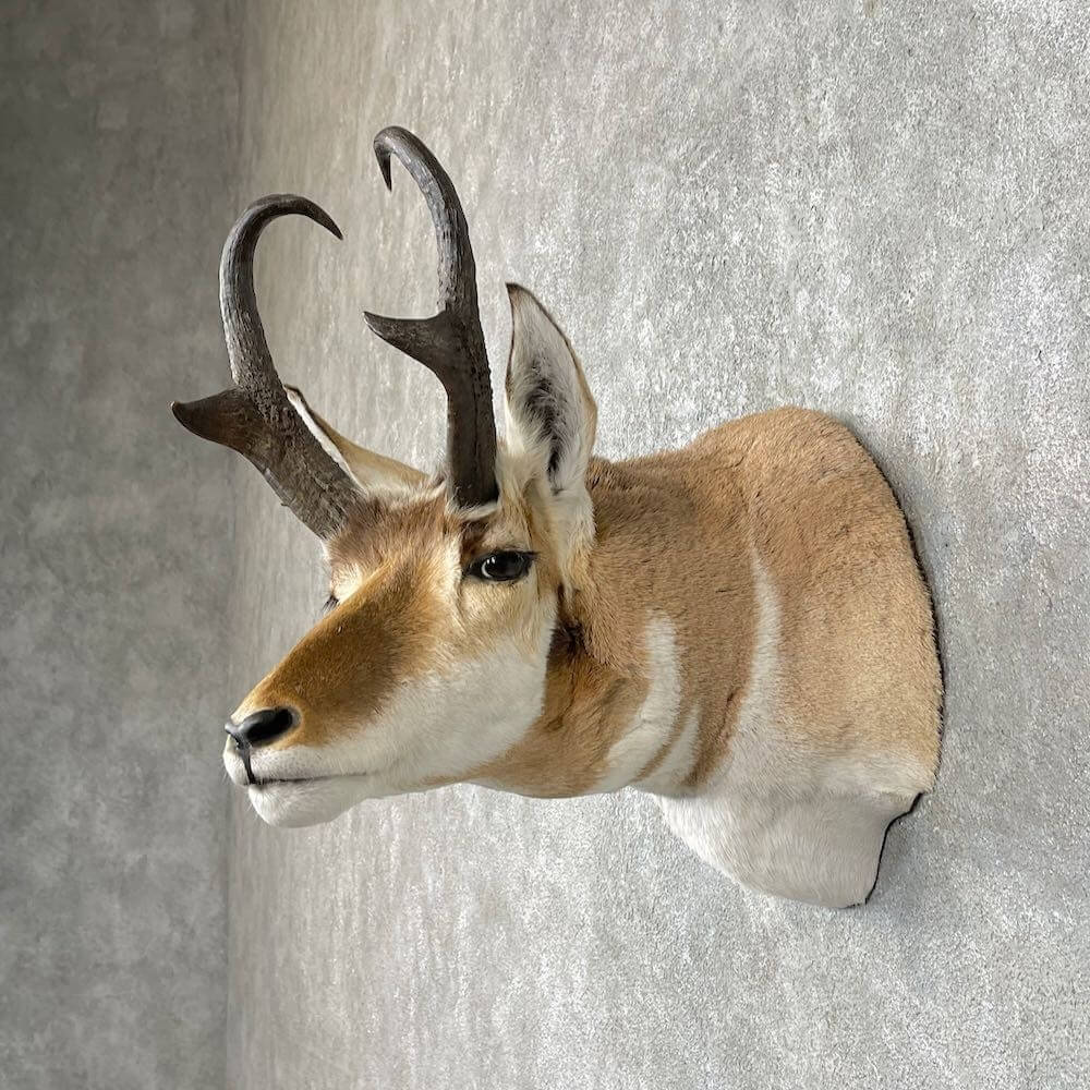 antelope mounts