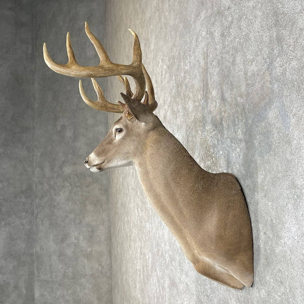 Whitetail Deer Shoulder Mount For Sale
