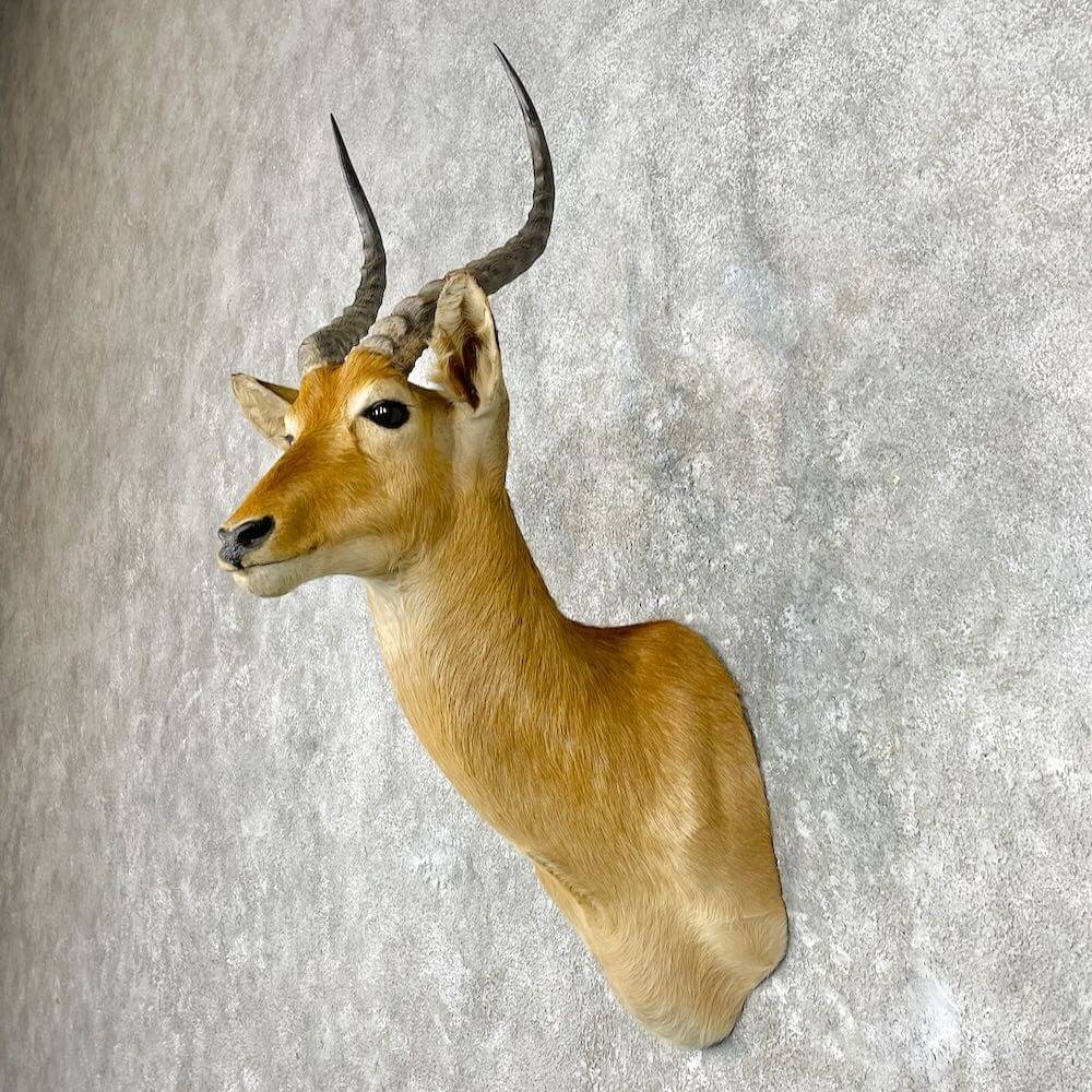 european antelope mount