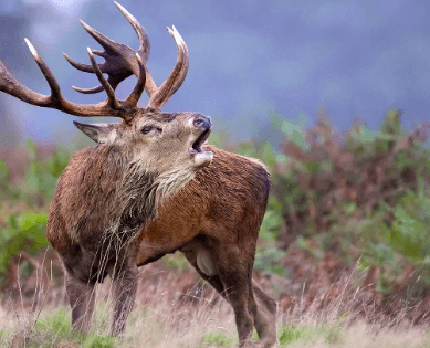 red stag life span