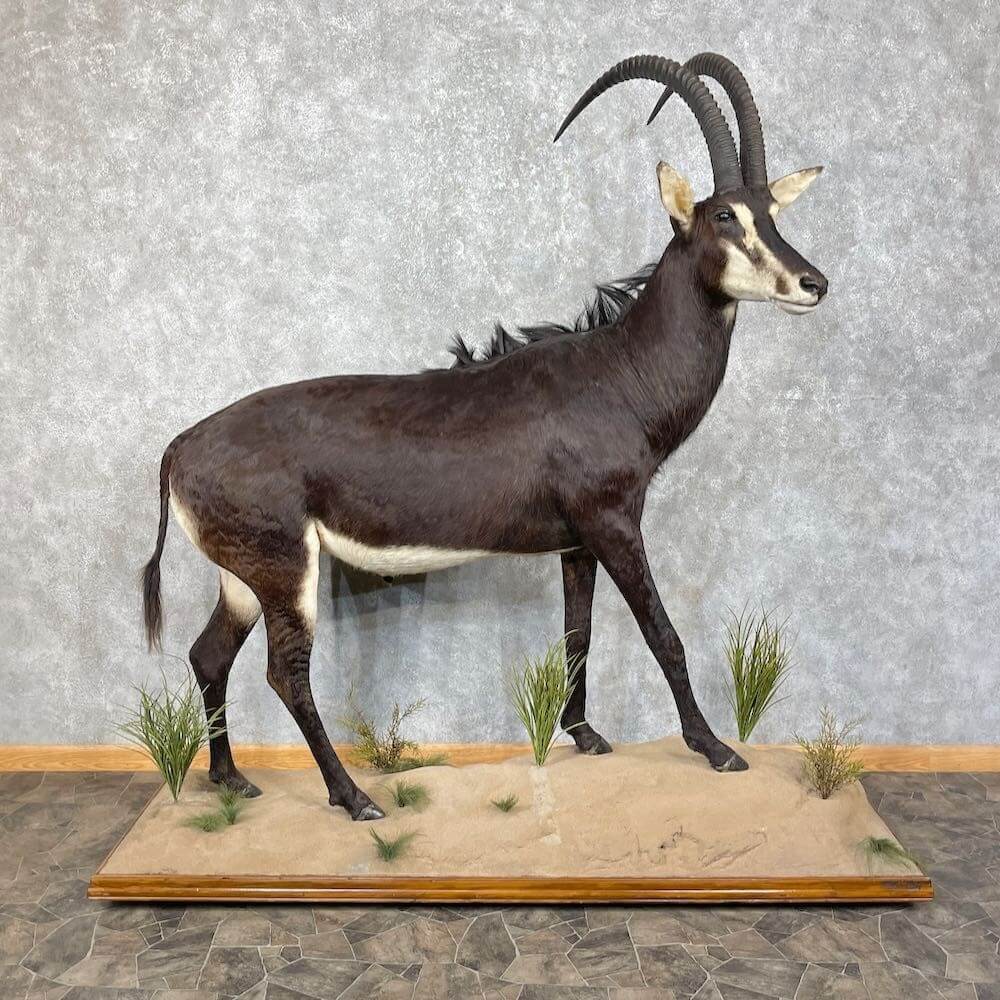 antelope mount for sale