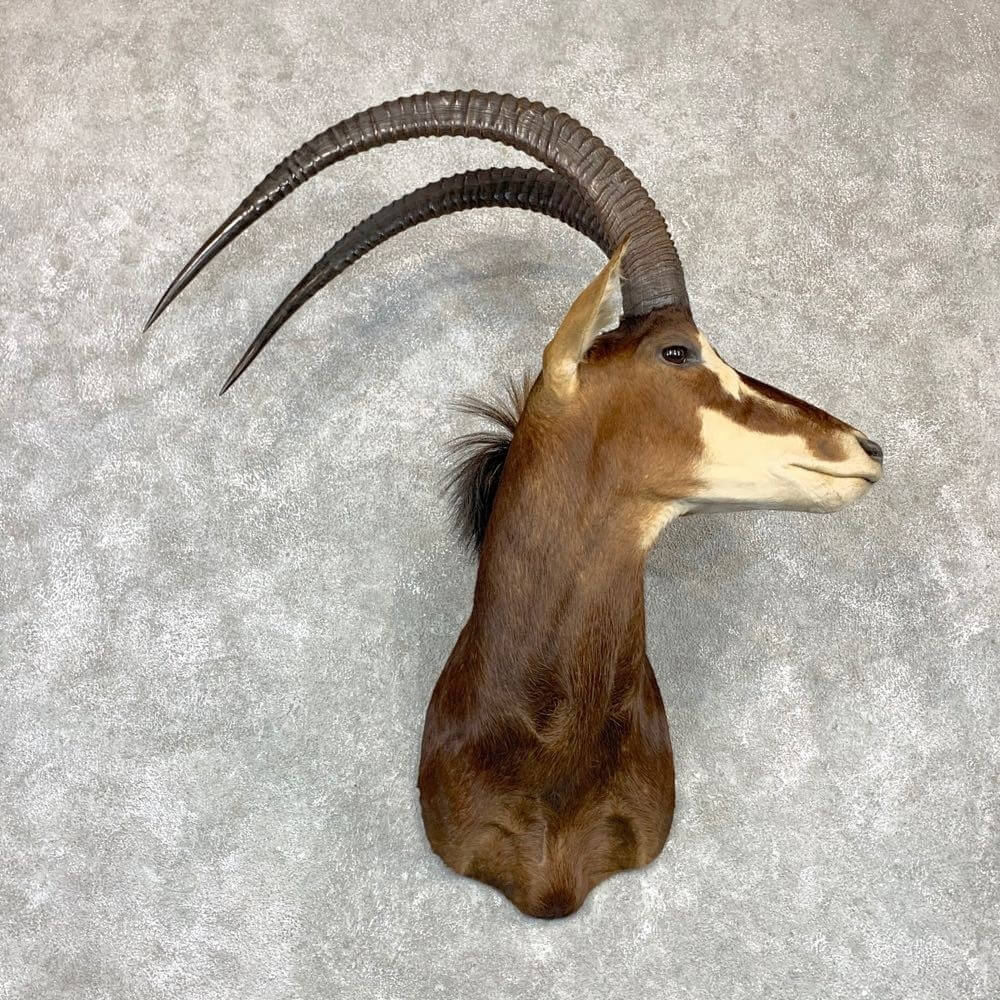 Best Antelope mount for sale