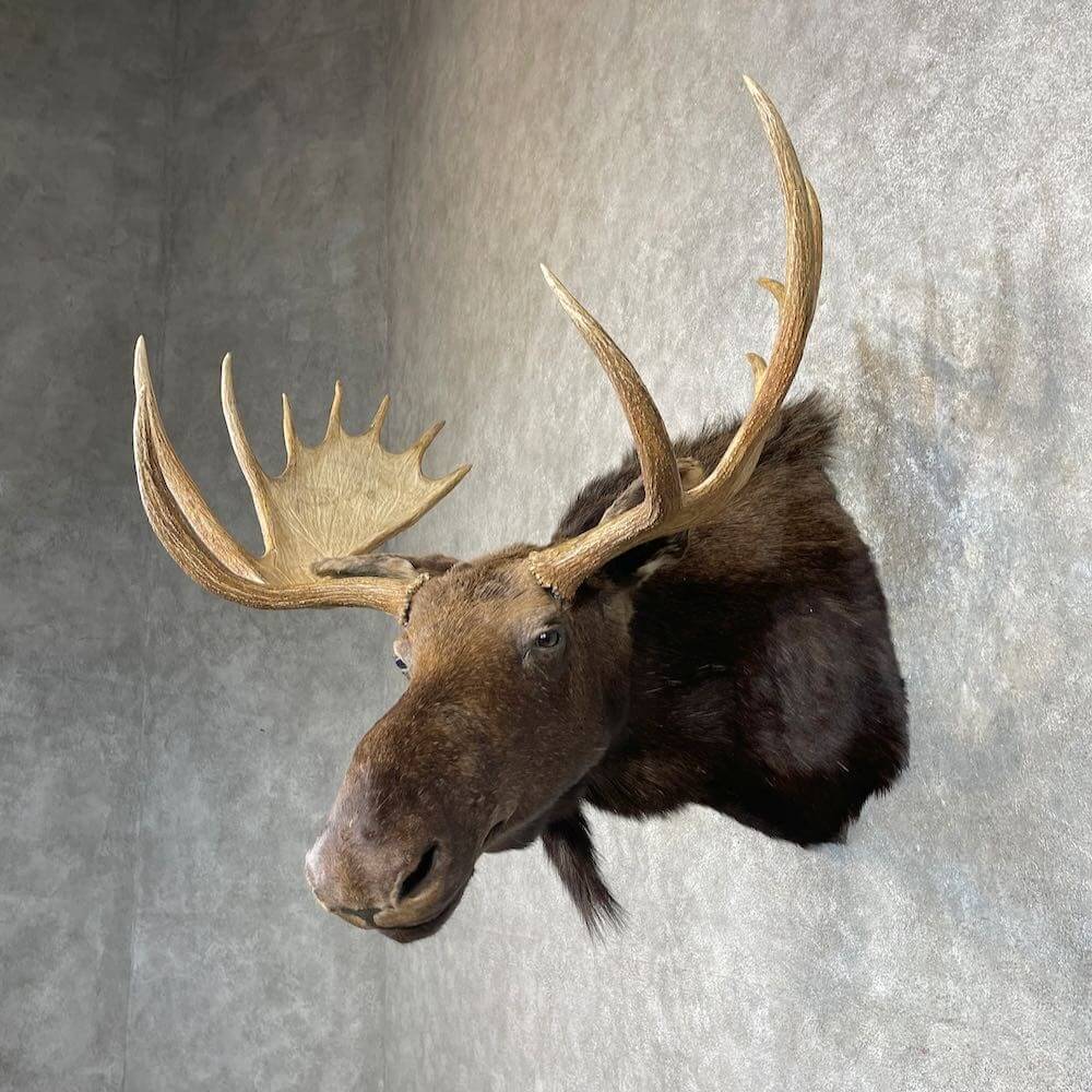 European moose mount