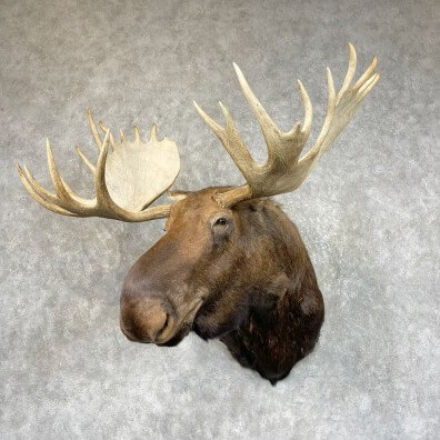 Moose mounts