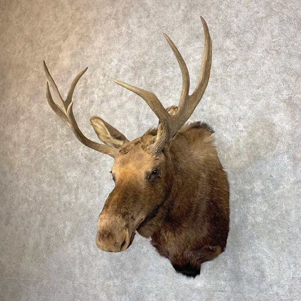 Moose mount