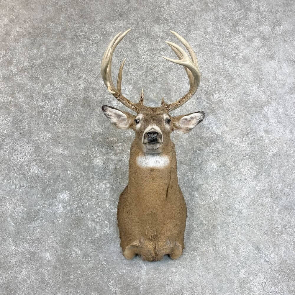 Deer shoulder mount