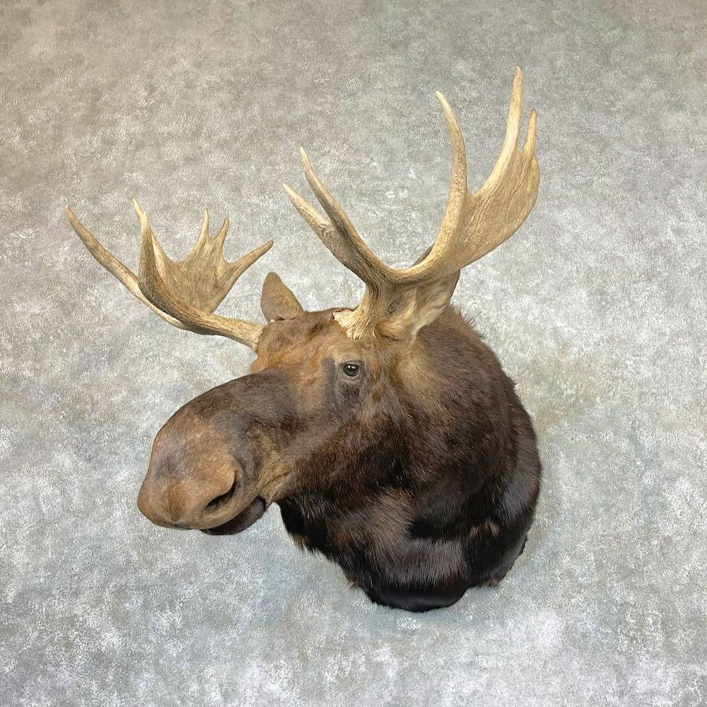 Moose mount