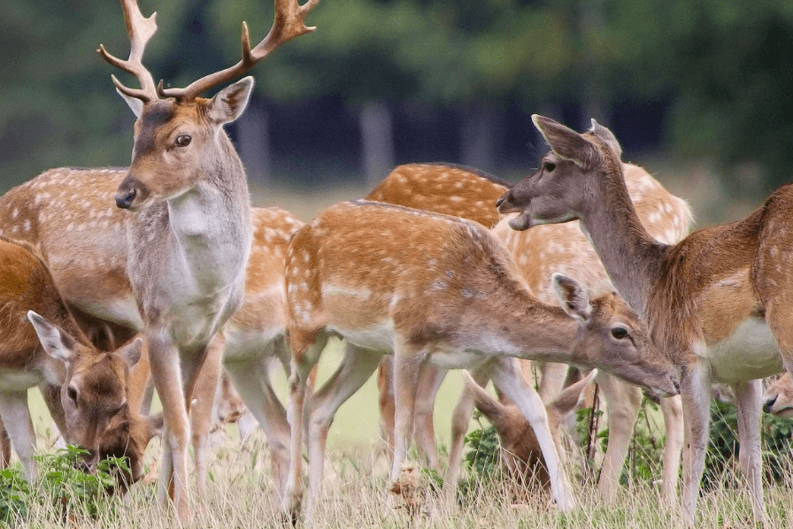 Fallow Deer Hunting Texas 