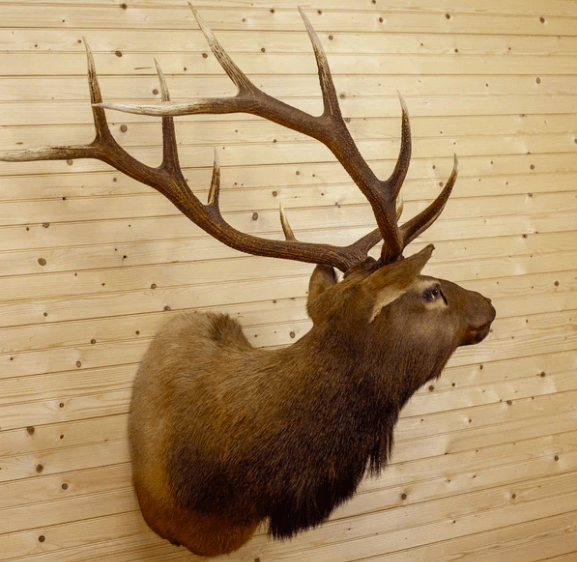 european Elk mounts