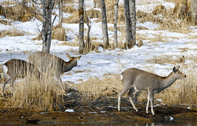 Sika Deer Hunt