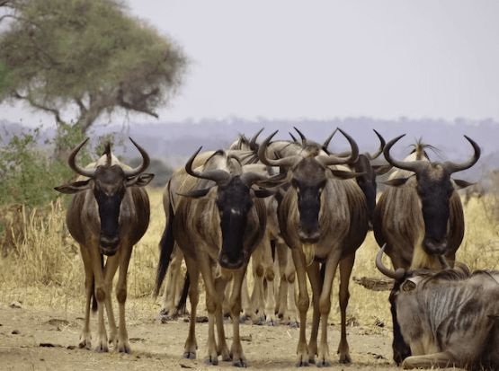 Black Wildebeest Hunting in Texas