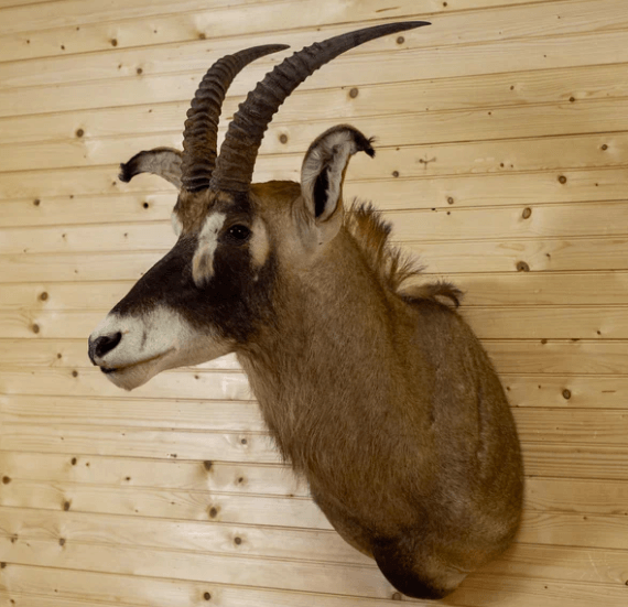 Antelope Taxidermy mount