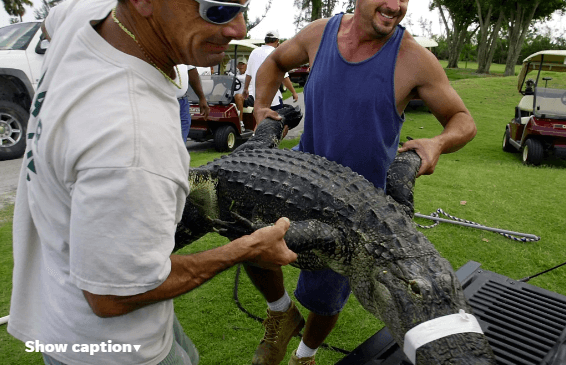 Louisiana Alligator hunting