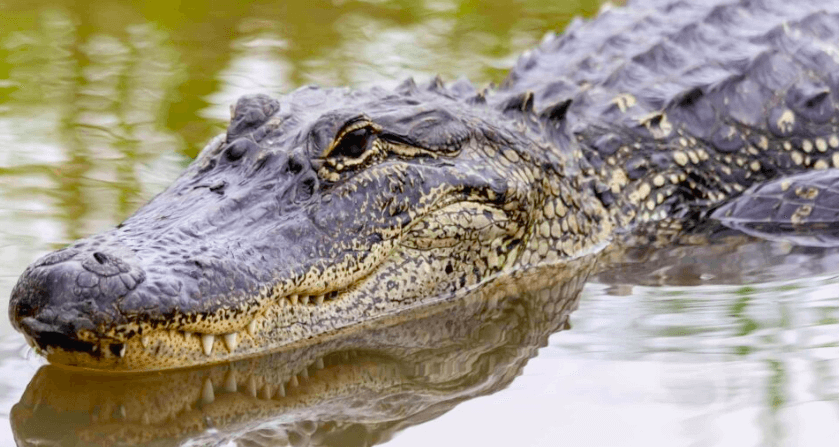 Louisiana Alligator hunts