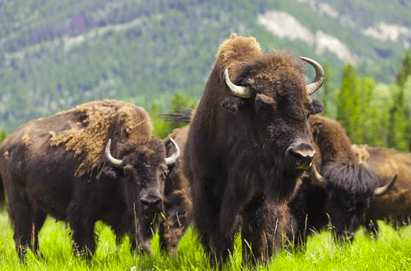 Montana buffalo hunting