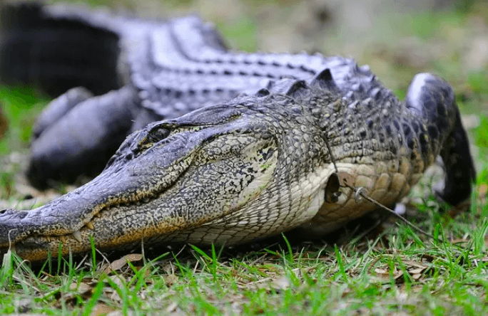 Alligator hunting Georgia