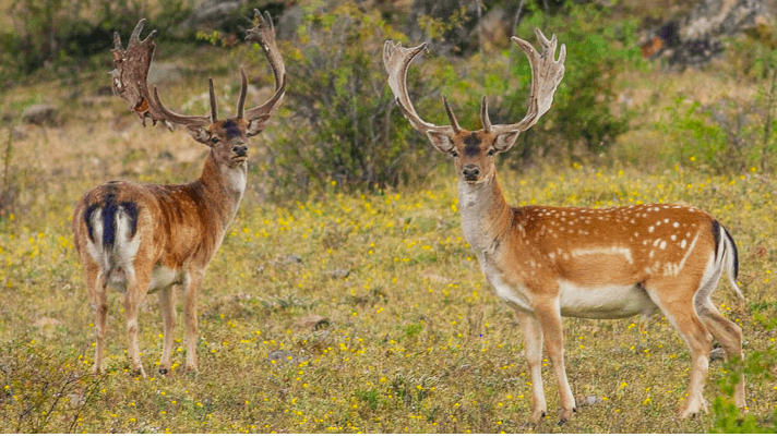 Fallow Deer Hunt Texas 
