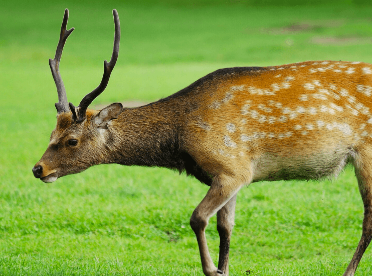 Maryland sika deer 
