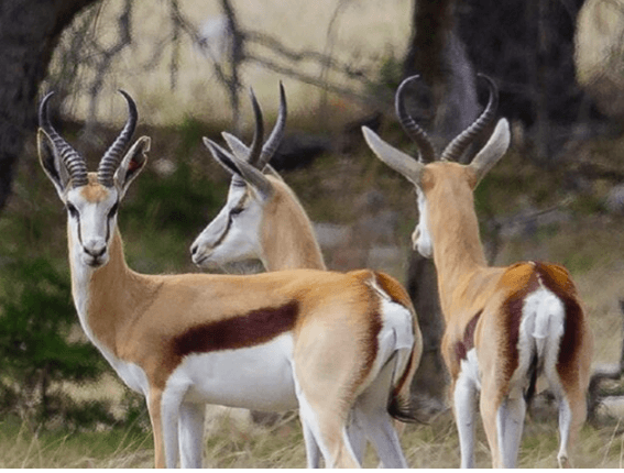 Springbok Hunting in Texas