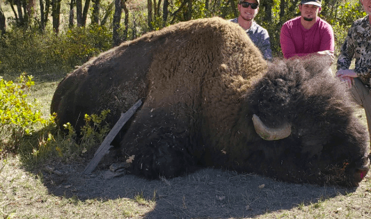 Buffalo hunts in New Mexico 