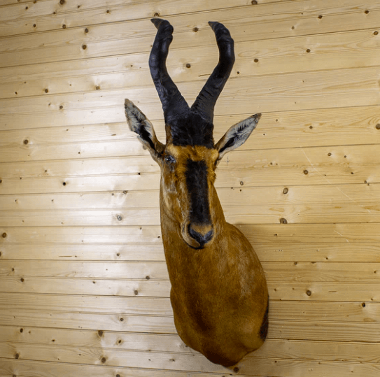 Red hartebeest taxidermy