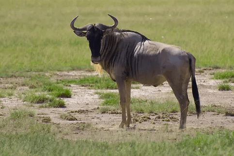 Wildebeest Hunting in Texas