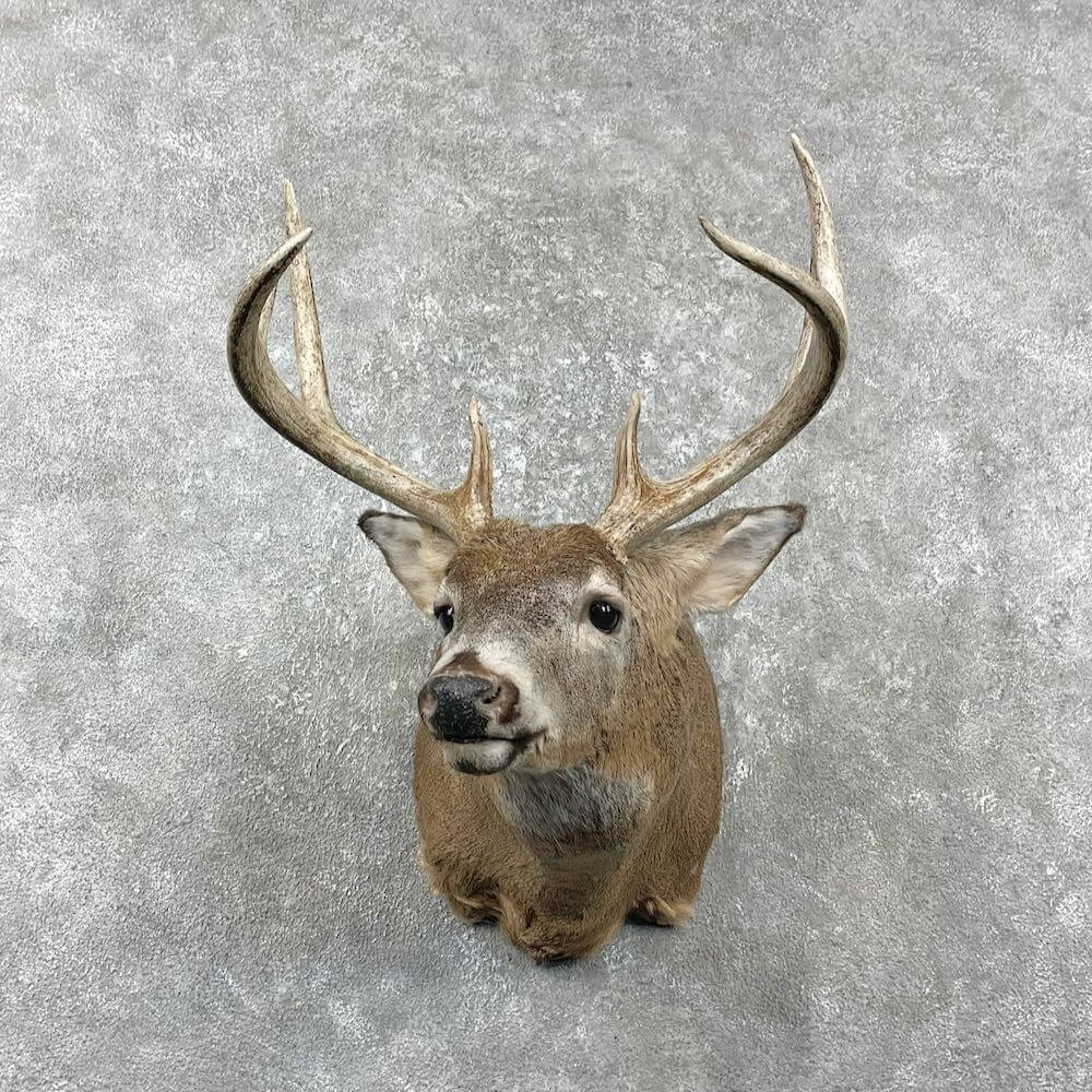 Deer shoulder  Taxidermy mount