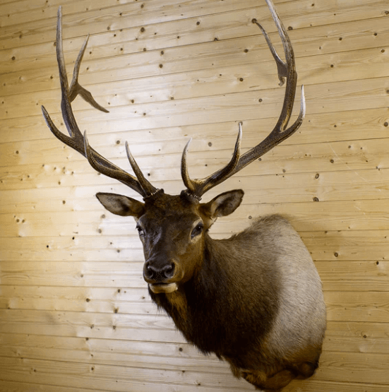 elk shoulder mount ideas