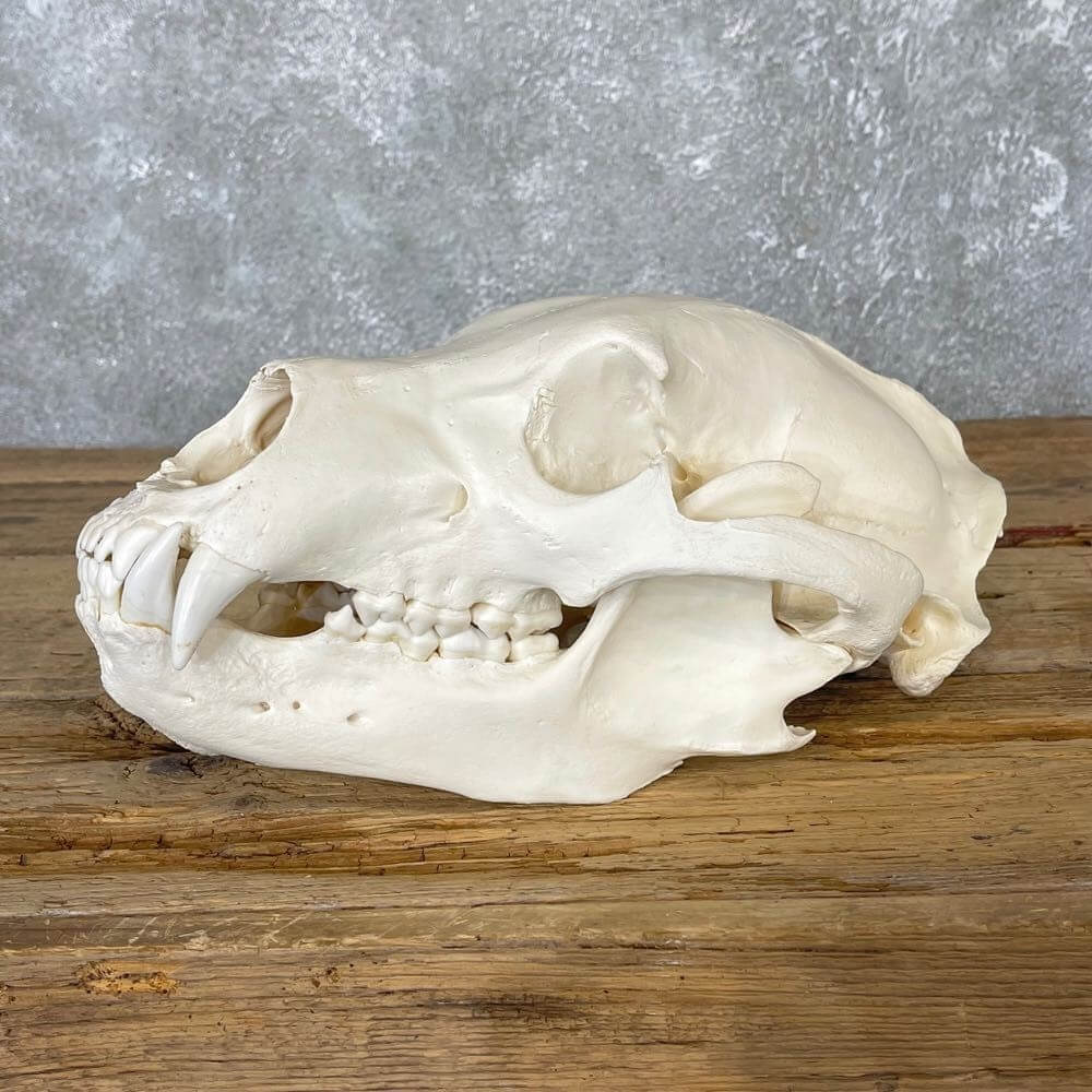 How to prepare a bear skull