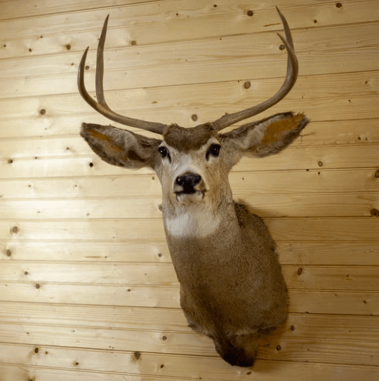 Why do taxidermists take so long?