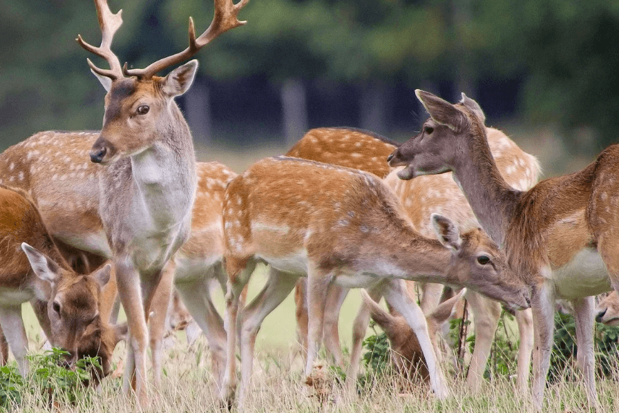 Best hunting locations canada