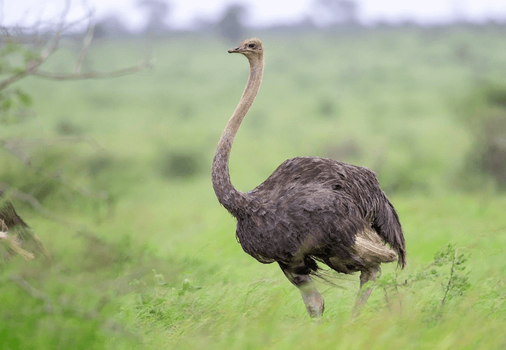 Ostrich Hunts texas