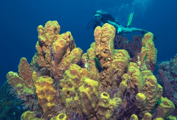 Eddystone Reef Scuba Diving