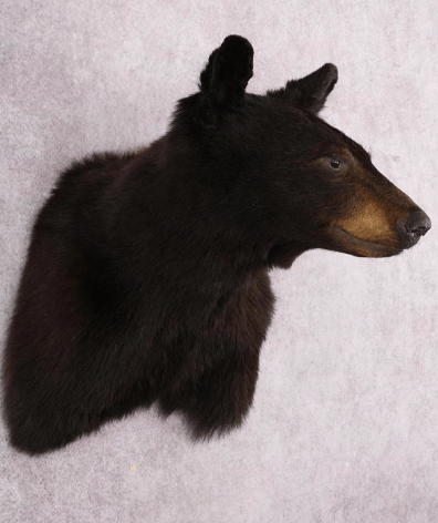 Black Bear Shoulder Mount for sale
