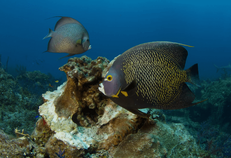 Florida Scuba Diving