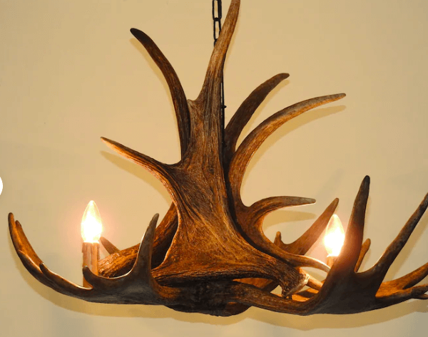 Real Moose Antler chandelier