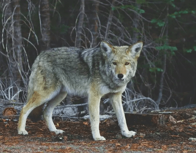 Coyote hunting in Florida