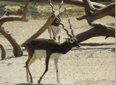 Blackbuck Hunting outfitters texas
