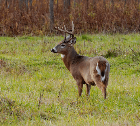 Arkansas Deer hunting bag limit