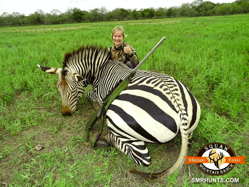 Zebra Hunting Texas