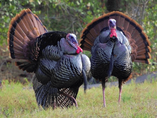 Best Places To Hunt Turkey In Arkansas