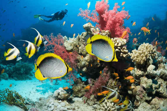 Best Scuba Diving Sites In Jamaica To Visit In 2023/2024