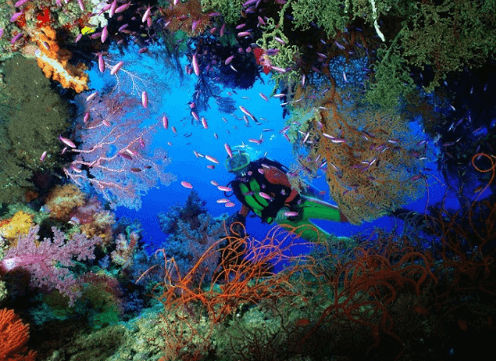 Great Barrier Reef winter scuba diving