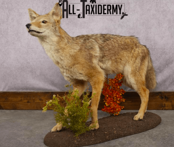 Coyote Taxidermy Mount 